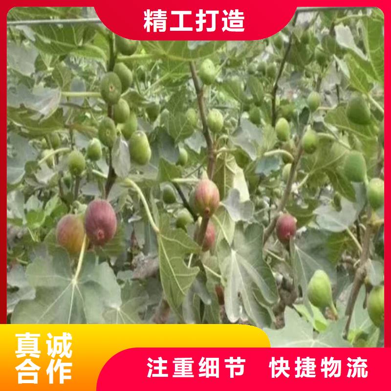 【無花果_蘋果苗產品細節參數】多種場景適用