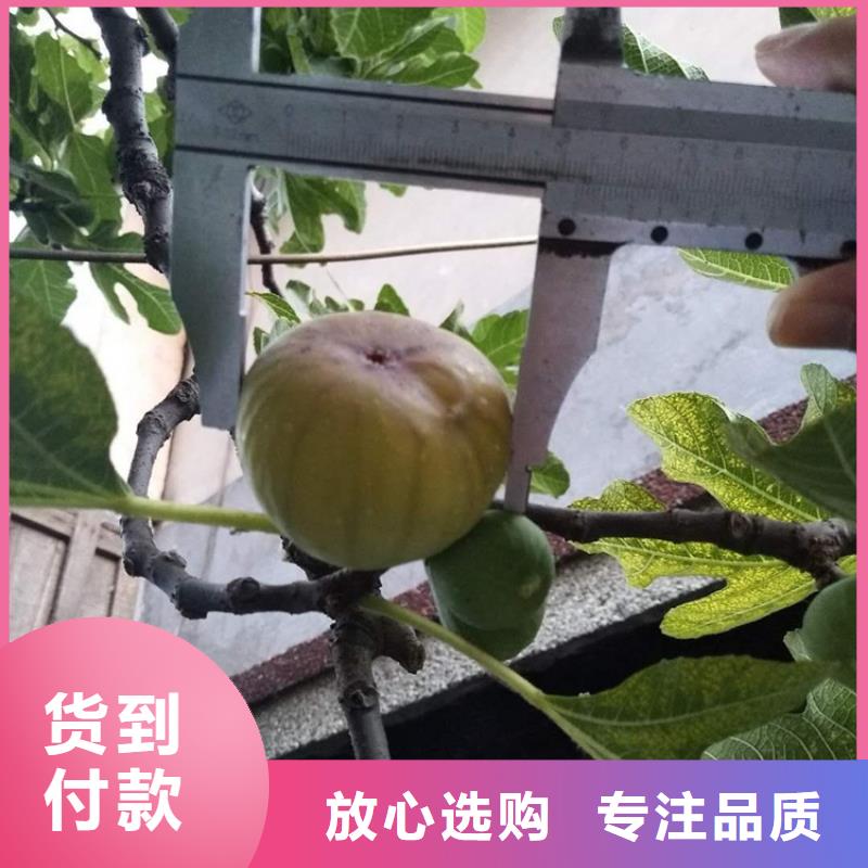 【無花果】,草莓苗廠家銷售品類齊全