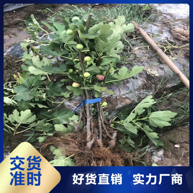 無花果蘋果苗優(yōu)質(zhì)原料附近制造商