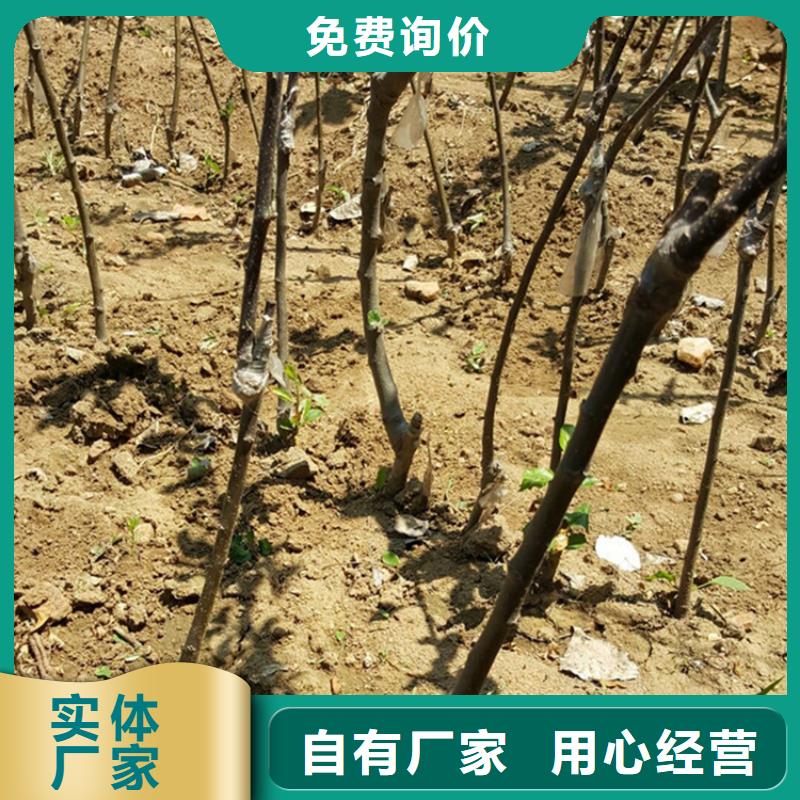 蘋果【李樹苗】使用壽命長久{當地}廠家