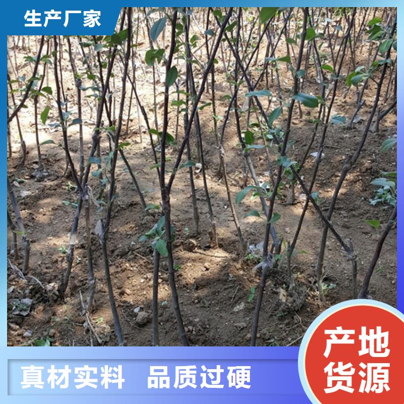 蘋果奶油草莓細節展示信譽至上