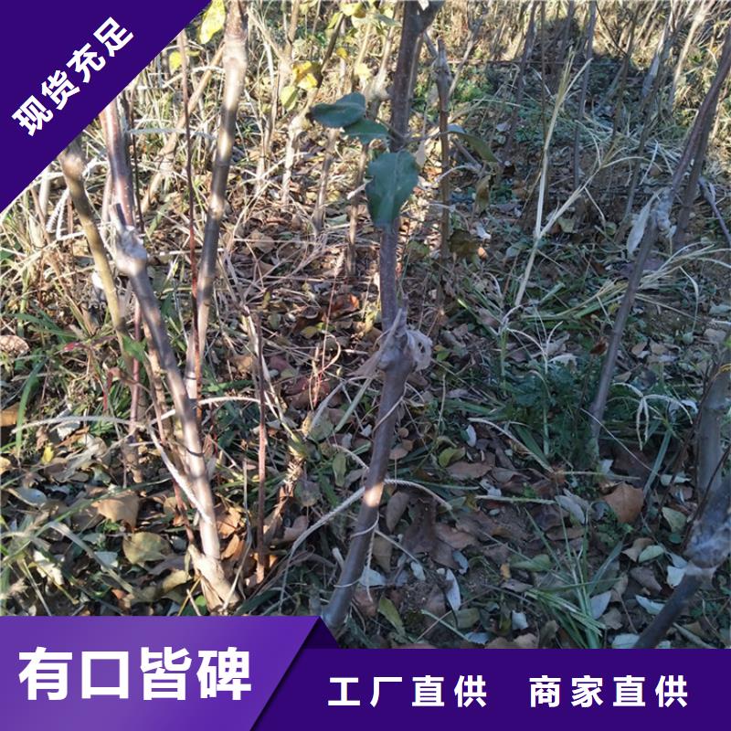 蘋果無花果苗價格地道<當(dāng)?shù)?公司