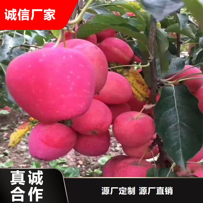 蘋果紅顏草莓支持大小批量采購質檢合格發貨