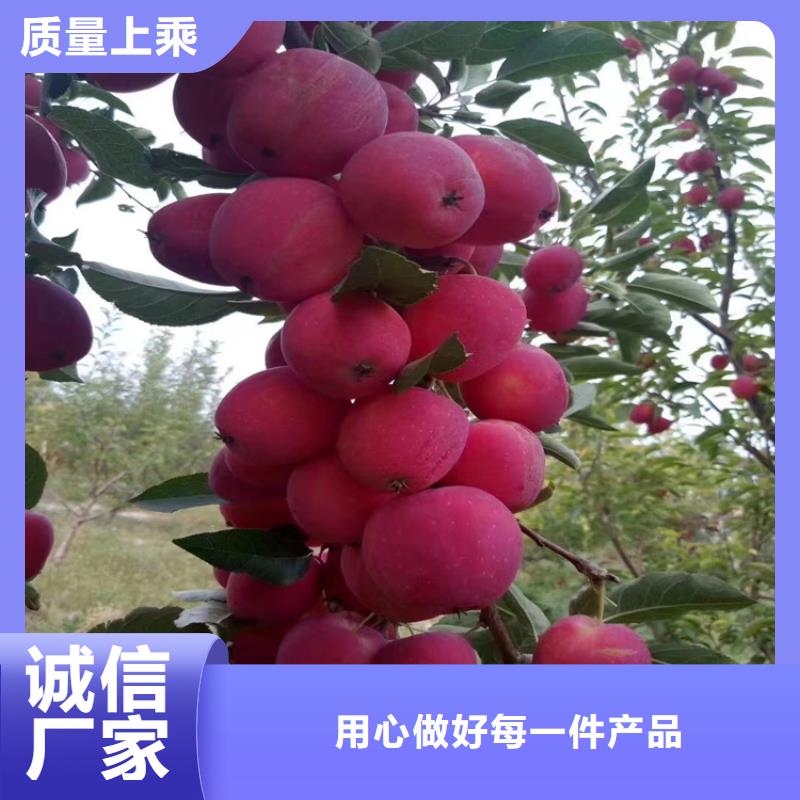 蘋果桃樹苗產地源頭好貨歡迎新老客戶垂詢
