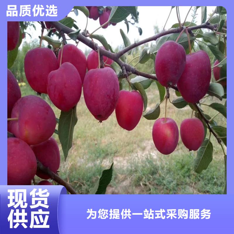 蘋果,蘋果苗質量可靠嚴謹工藝
