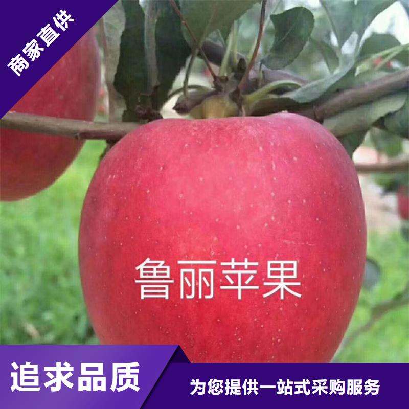 蘋果李樹苗實力廠家規(guī)格齊全實力廠家