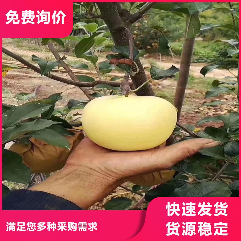 蘋(píng)果桃樹(shù)苗來(lái)圖加工定制廠家大量現(xiàn)貨