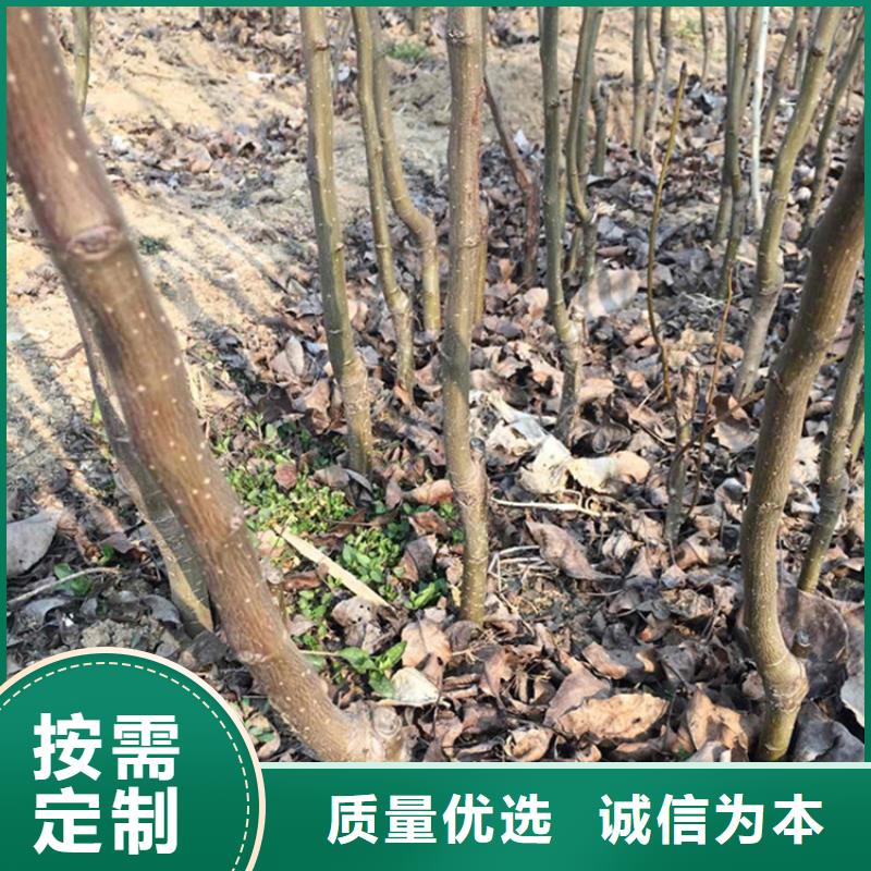 【梨樹梨樹苗優良工藝】實體廠家大量現貨