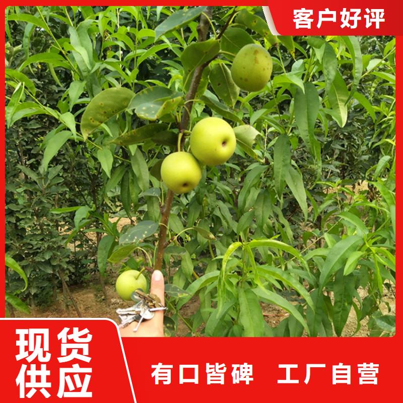 梨樹(shù)_【無(wú)花果苗】源頭廠源頭貨嚴(yán)選材質(zhì)