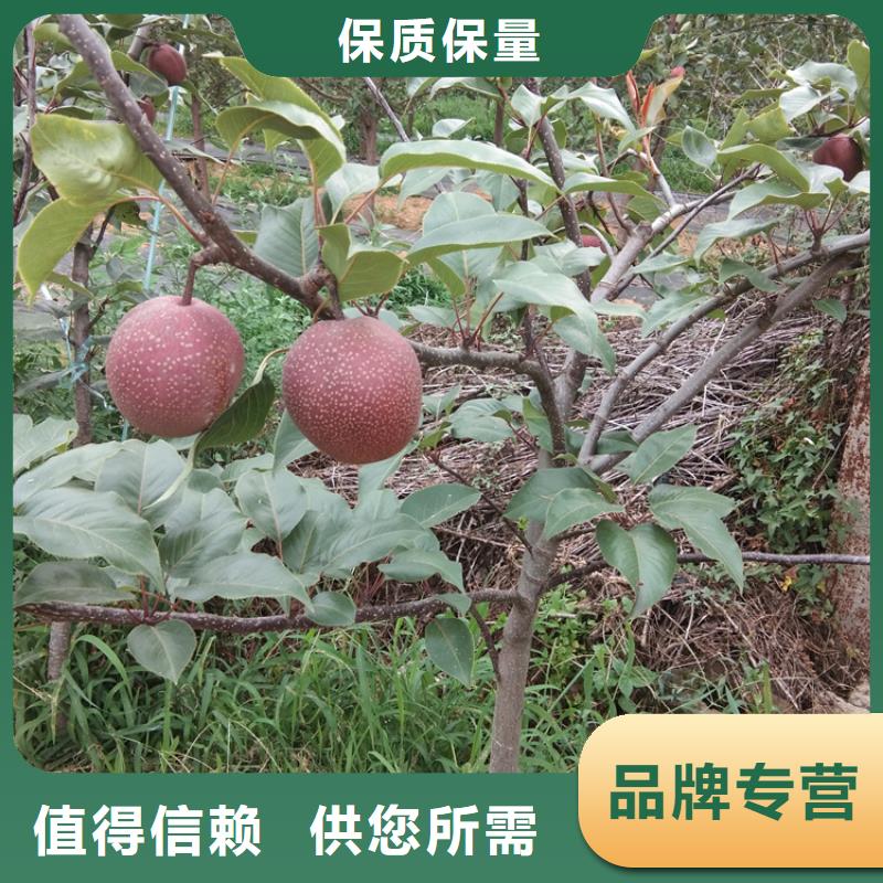 梨树西瓜苗工艺成熟当地供应商