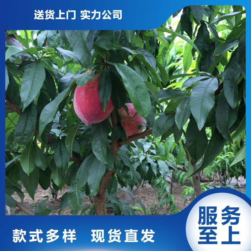 桃蘋果苗匠心打造支持定制加工