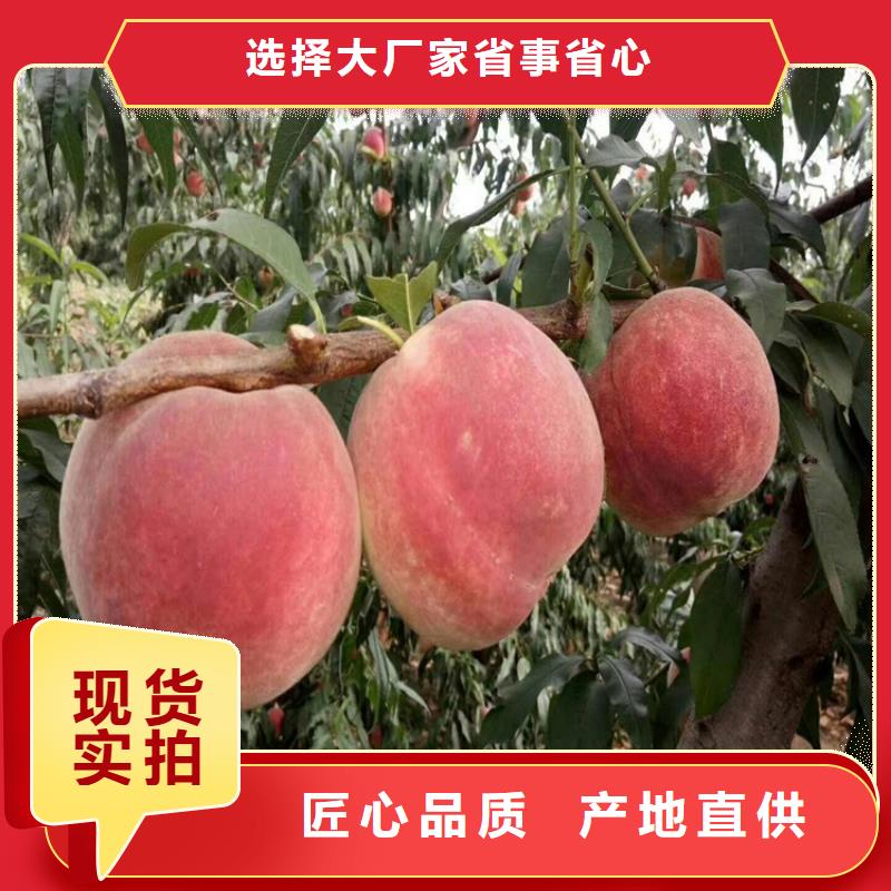 桃草莓苗當地廠家值得信賴當地廠家