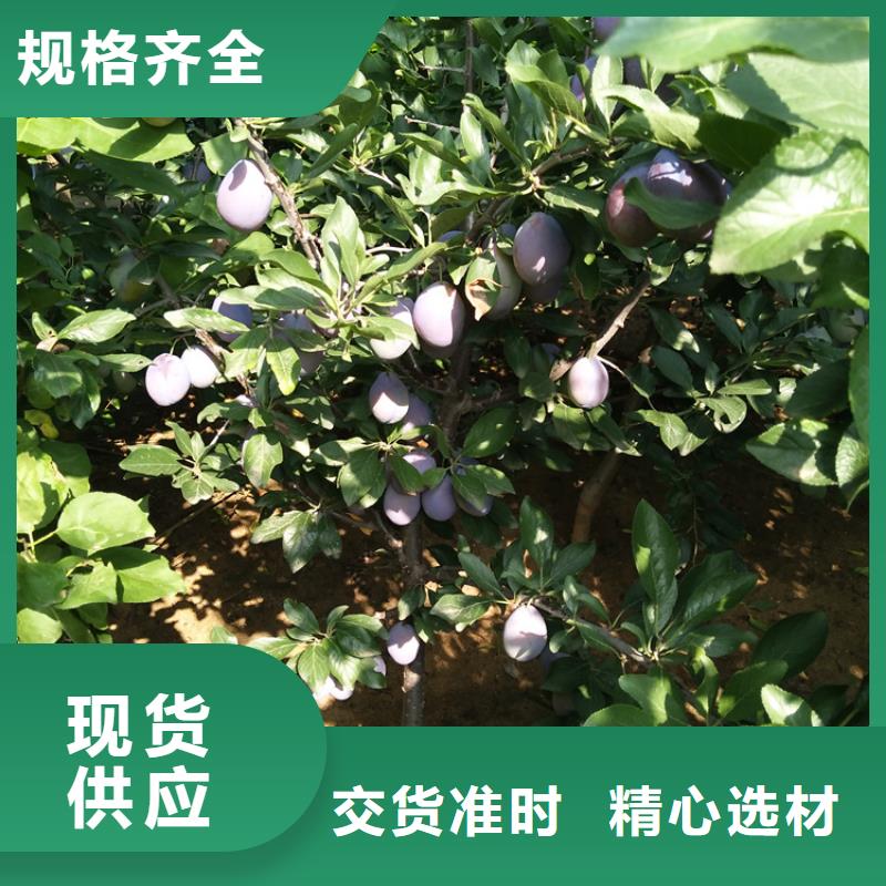 李子紅石榴苗基地專業的生產廠家有口皆碑