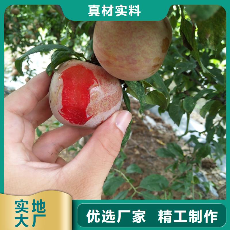 李子紅顏草莓源頭采購(gòu)?fù)巧a(chǎn)商