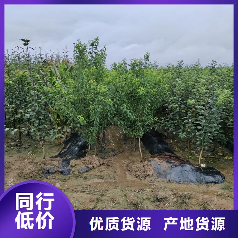 李子奶油草莓產地工廠附近服務商