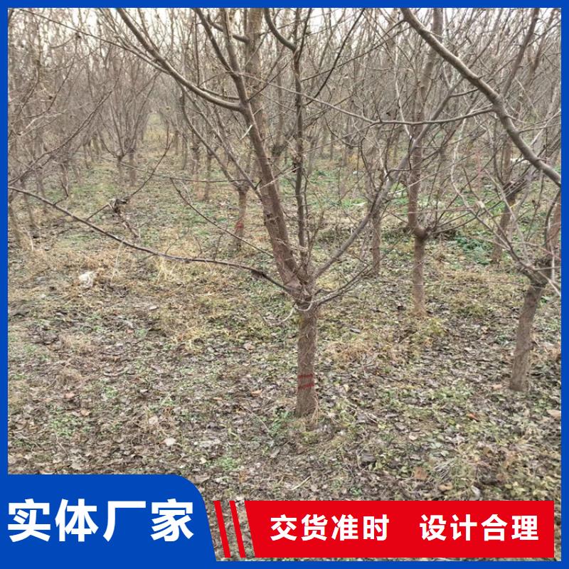 李子櫻桃苗讓利客戶源頭廠家來圖定制