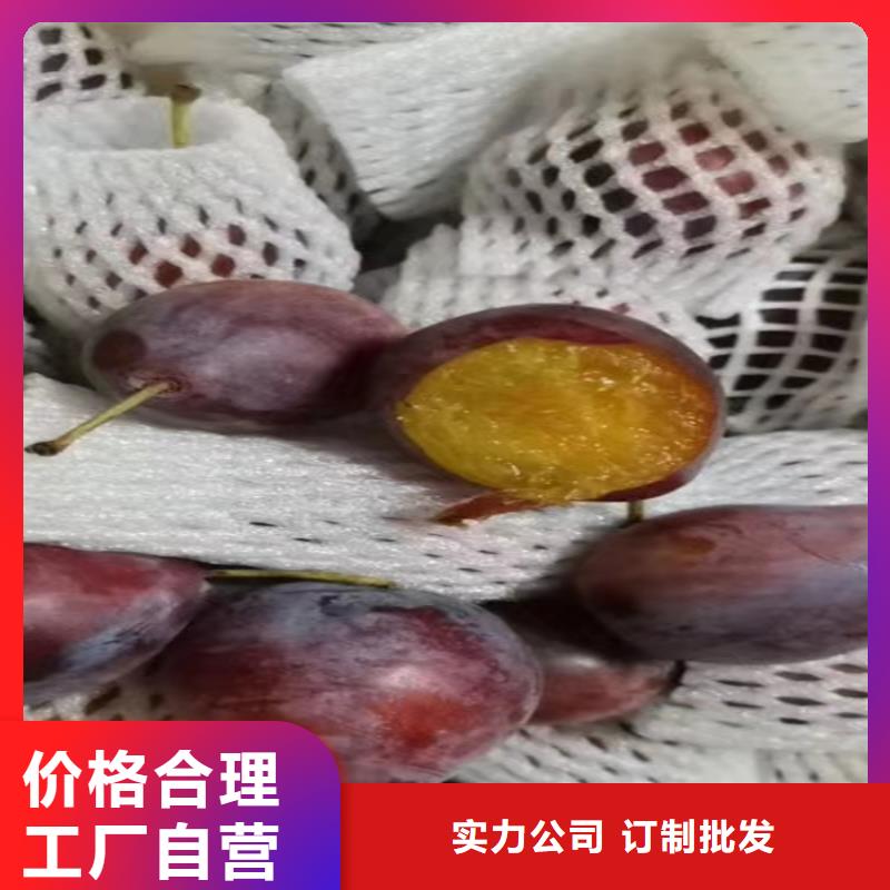 李子石榴樹可接急單品類齊全