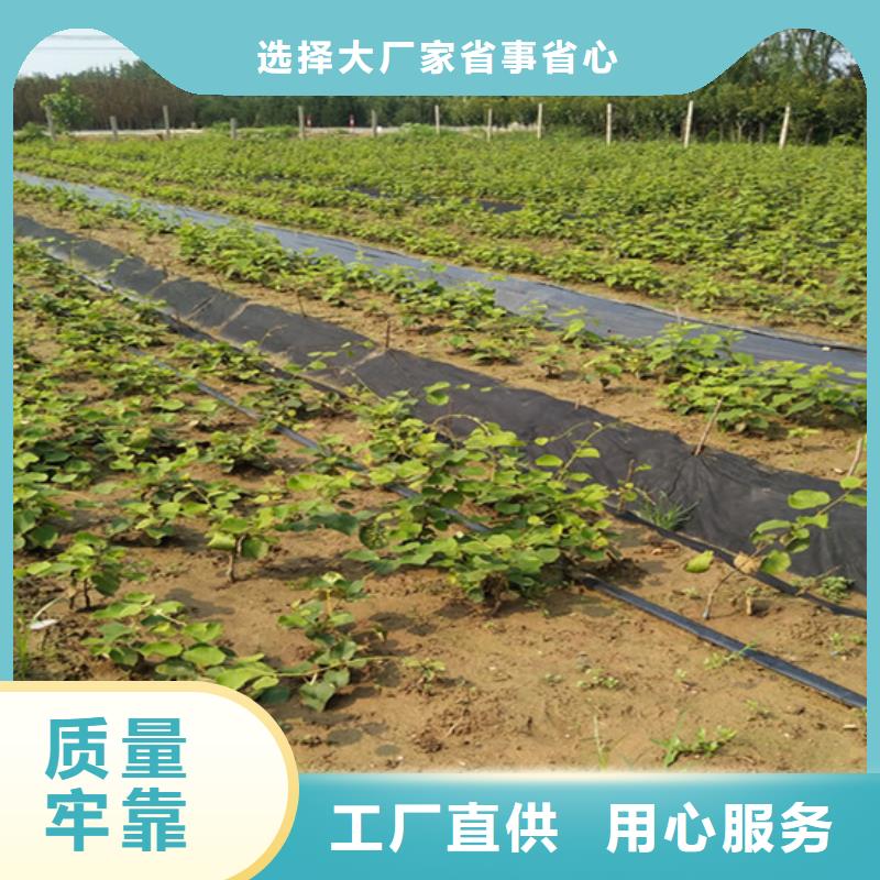 獼猴桃奶油草莓廠家型號(hào)齊全【本地】公司