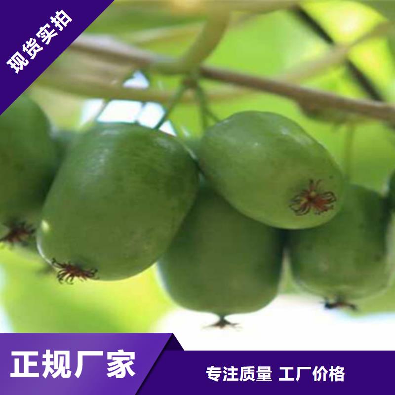 【獼猴桃】,櫻桃苗產(chǎn)品細(xì)節(jié)放心購(gòu)