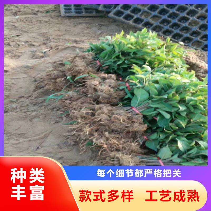 獼猴桃櫻桃苗廠家實(shí)力雄厚根據(jù)要求定制