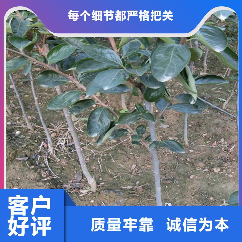 柿子梨樹苗0中間商差價專業(yè)品質(zhì)