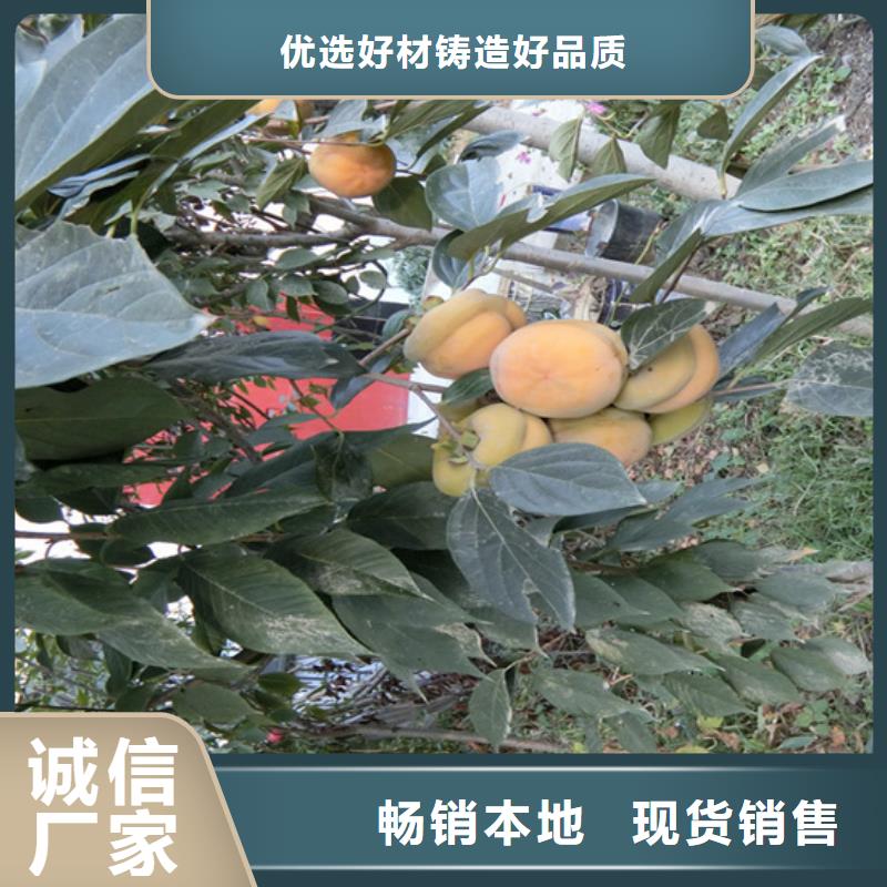 柿子無(wú)花果苗質(zhì)量檢測(cè){本地}供應(yīng)商