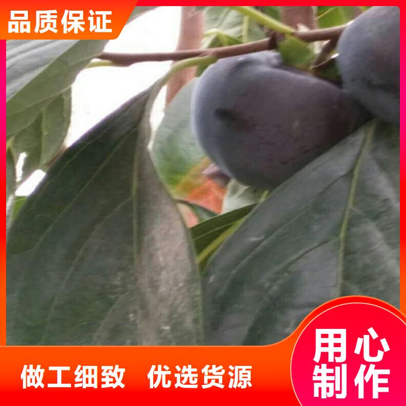 柿子杏樹苗專業(yè)生產團隊專業(yè)生產團隊