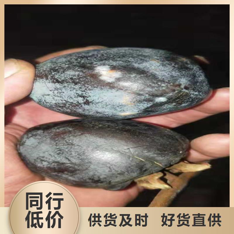 【柿子】蘋果苗分類和特點優質原料