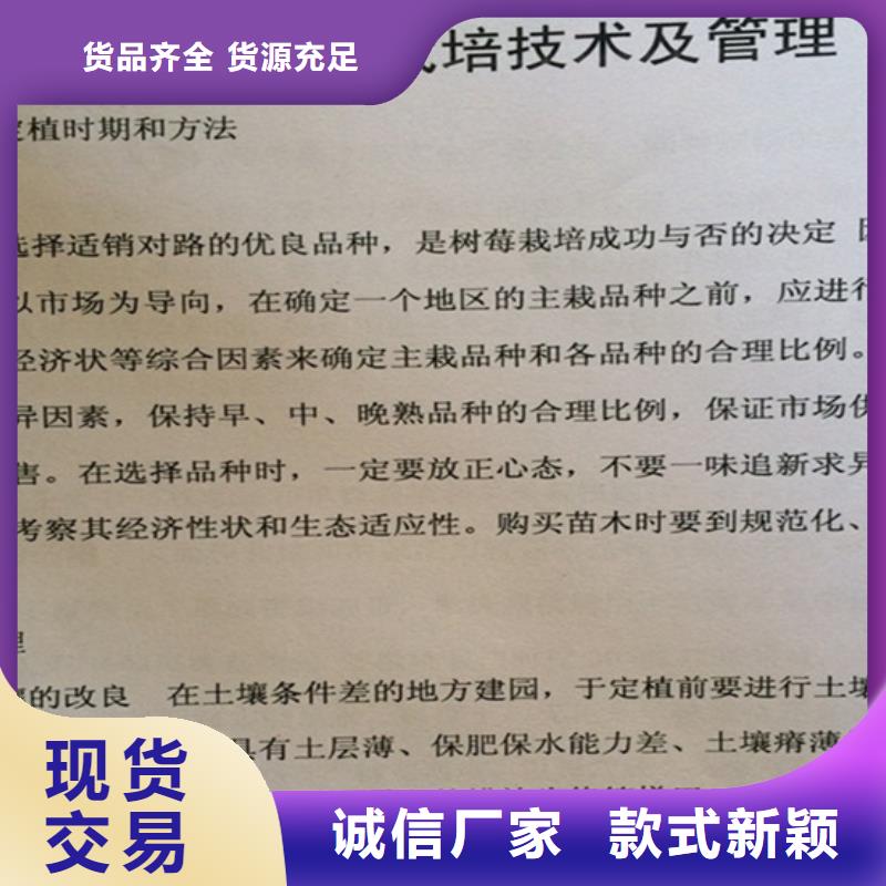 樹莓梨樹苗高質(zhì)量高信譽(yù)廠家直營