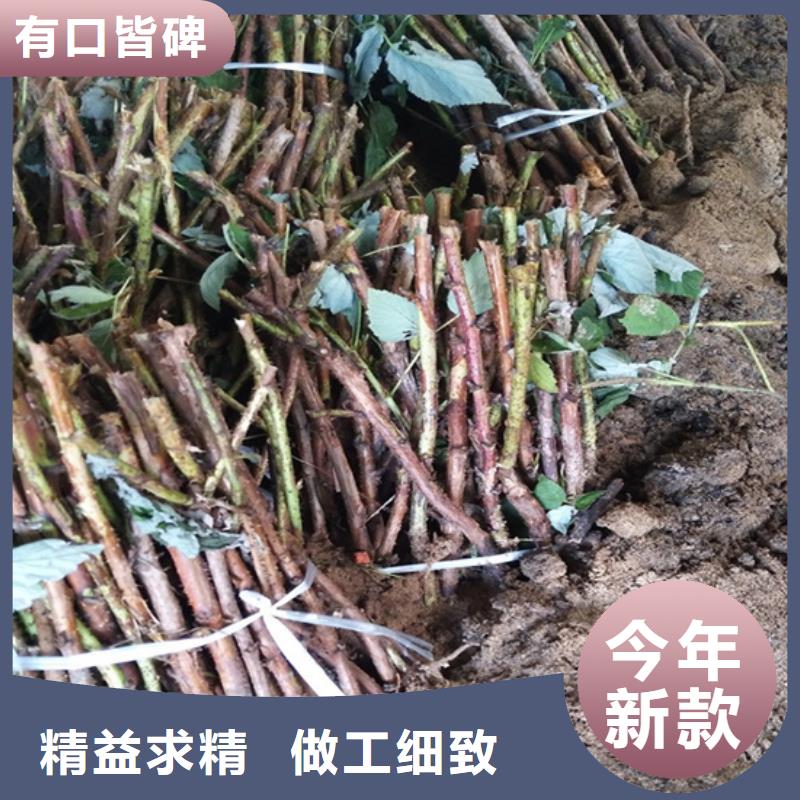 樹莓蘋果苗支持加工定制廠家案例