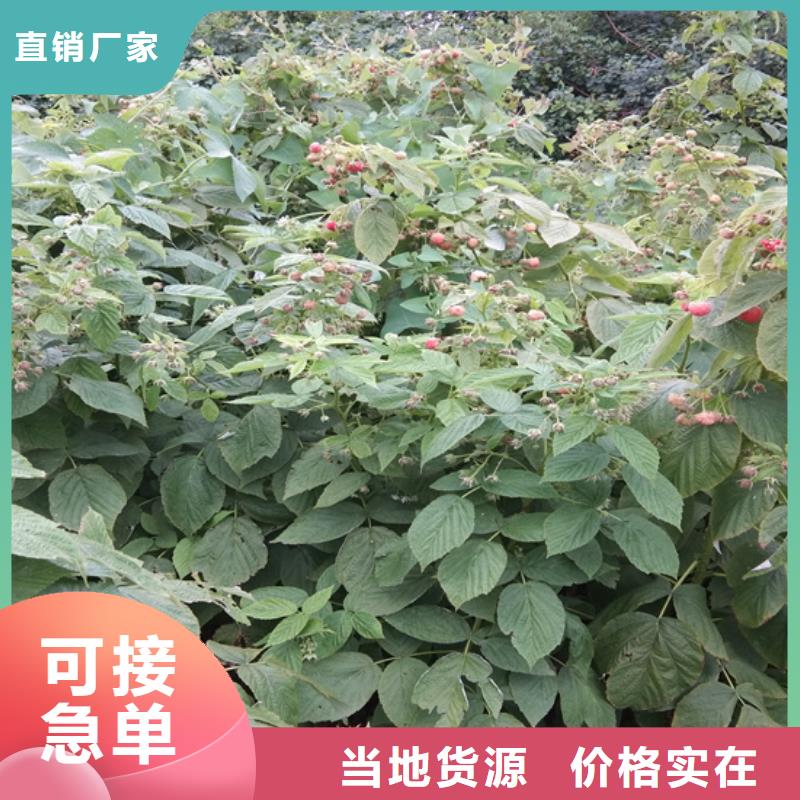 樹莓-櫻桃苗實力工廠經銷商