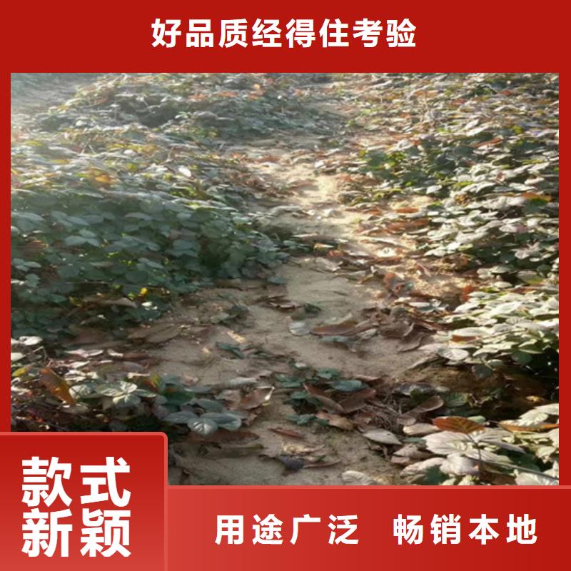 樹莓桃樹苗市場報價庫存量大