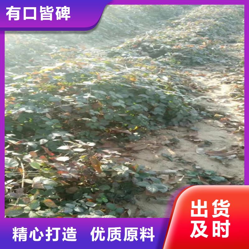 樹莓【草莓苗】專業信賴廠家{當地}廠家