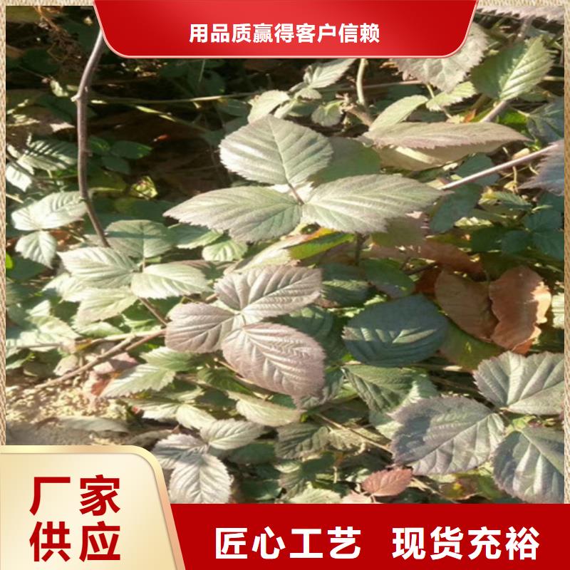 樹莓,桃樹苗款式新穎實力廠家