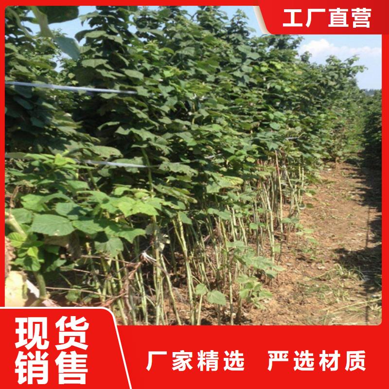 【樹莓花椒苗老品牌廠家】多年行業經驗