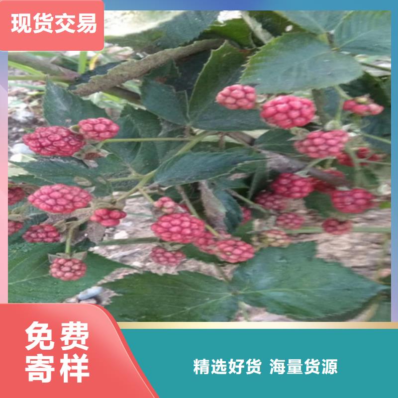 树莓石榴树品种全源头工厂