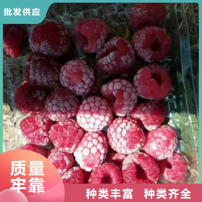 樹莓櫻桃苗精心推薦用心做產品