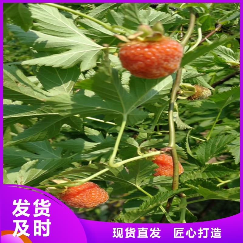 樹(shù)莓櫻桃苗源頭工廠同行低價(jià)