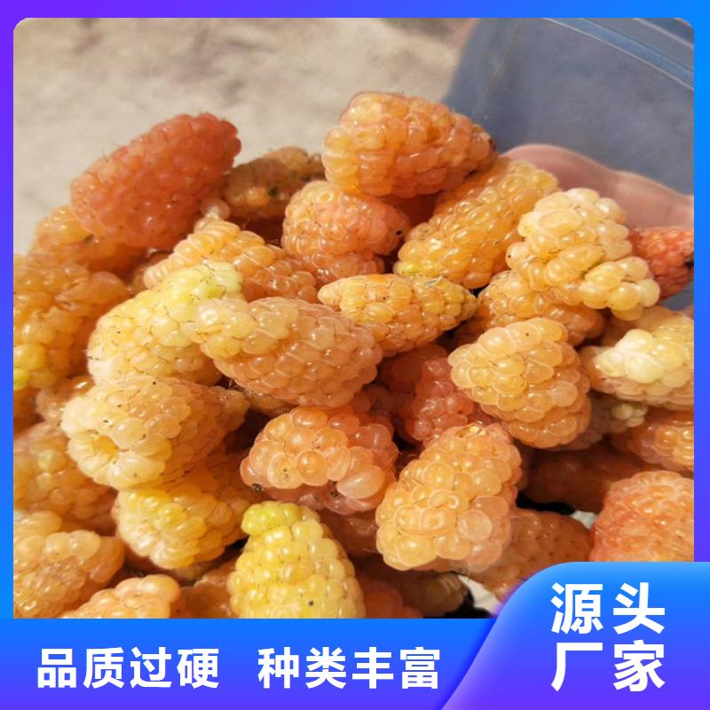 樹莓,梨樹苗貨源足質(zhì)量好客戶好評