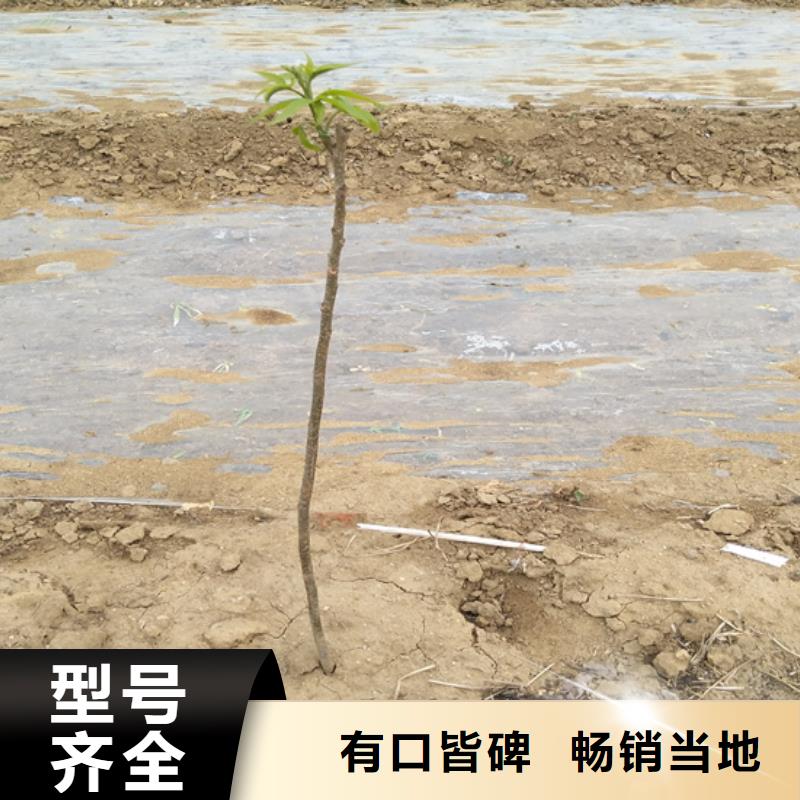 碧根果,蘋果苗廠家直營{當地}制造商