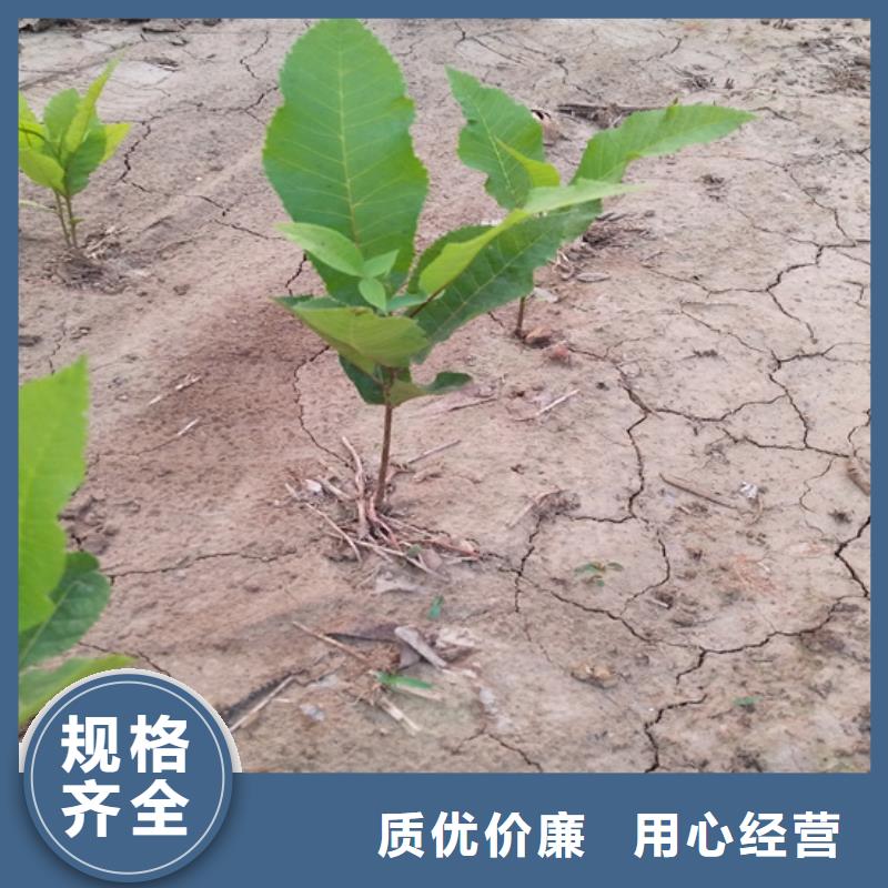 碧根果石榴樹型號全價格低{當?shù)貆生產廠家