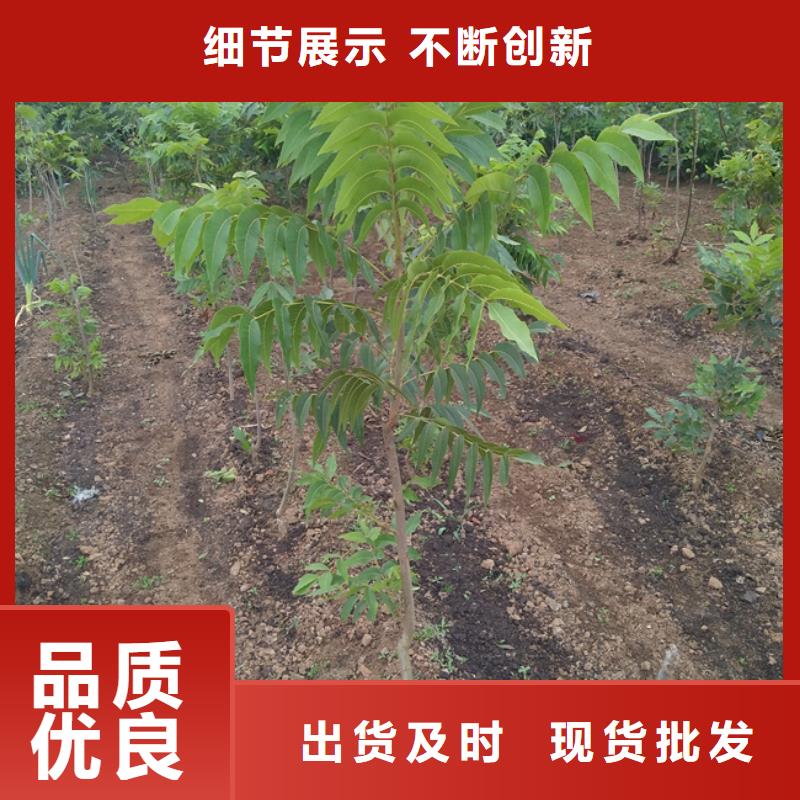 碧根果_藍莓苗為您提供一站式采購服務當地貨源