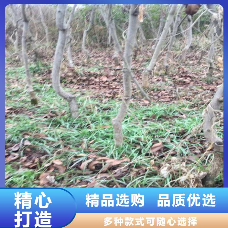 碧根果_桃樹苗本地廠家值得信賴精工打造