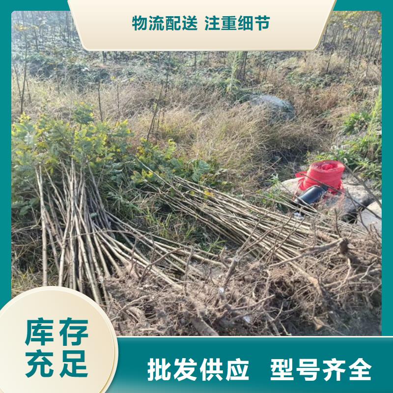 碧根果蘋果苗一站式采購方便省心一個(gè)起售