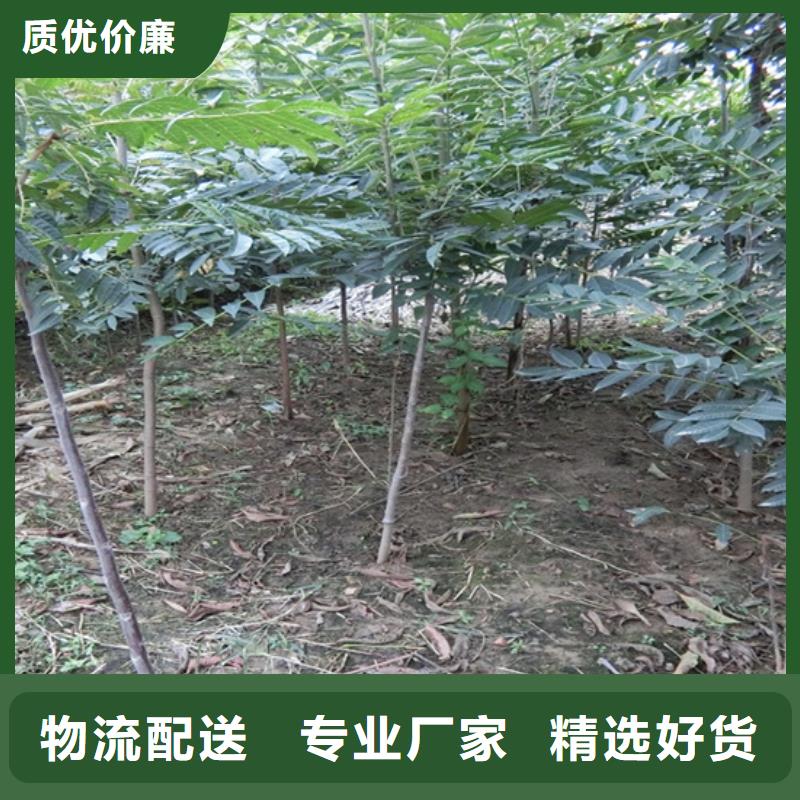 香椿櫻桃苗自營品質有保障的簡單介紹