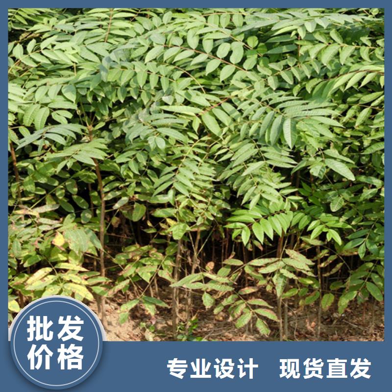 香椿獼猴桃苗好產(chǎn)品好服務(wù)質(zhì)量牢靠