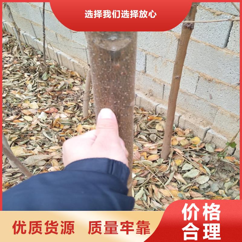 香椿_梨樹苗的簡單介紹附近公司