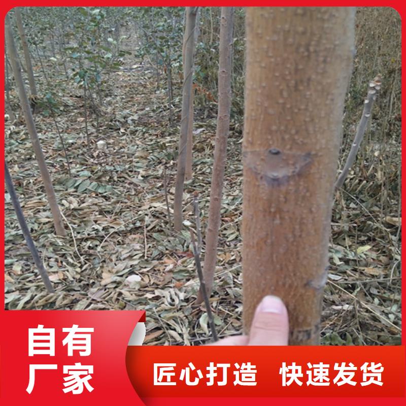 香椿藍莓苗工廠自營[當地]貨源