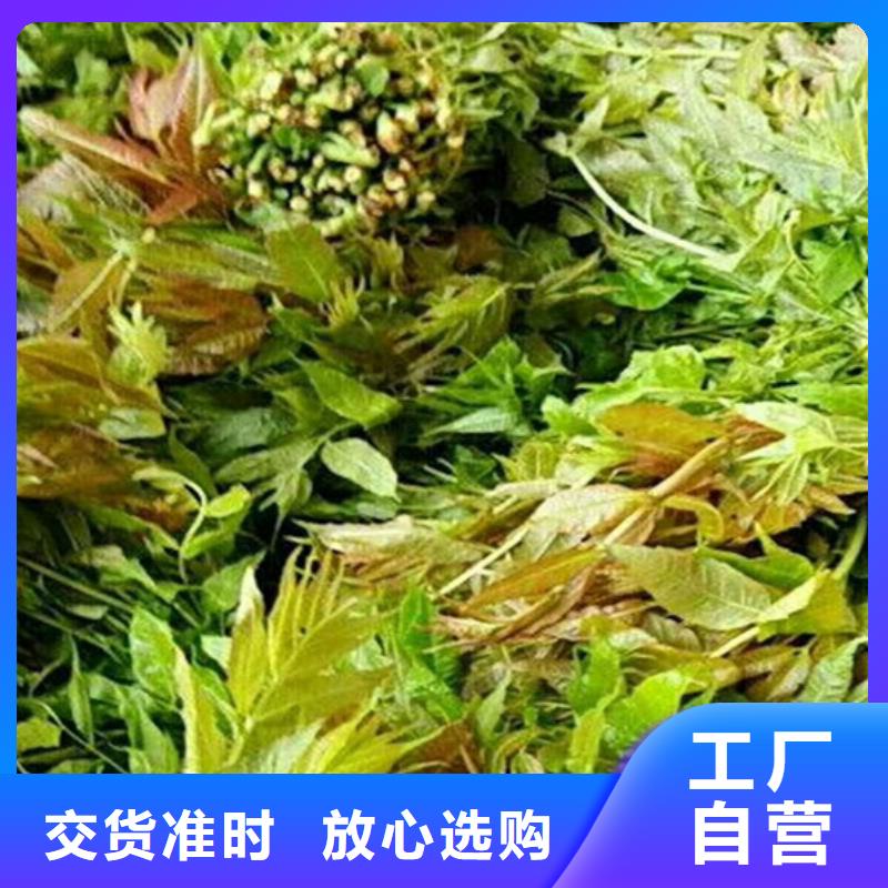 香椿櫻桃苗多年廠家可靠庫存量大