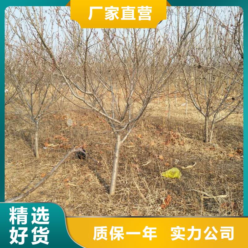 杏桃樹苗產(chǎn)地采購(gòu)源頭工廠